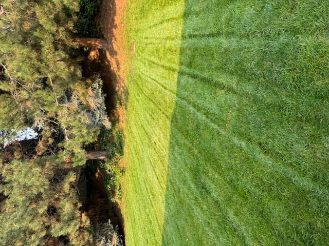backyard lawn