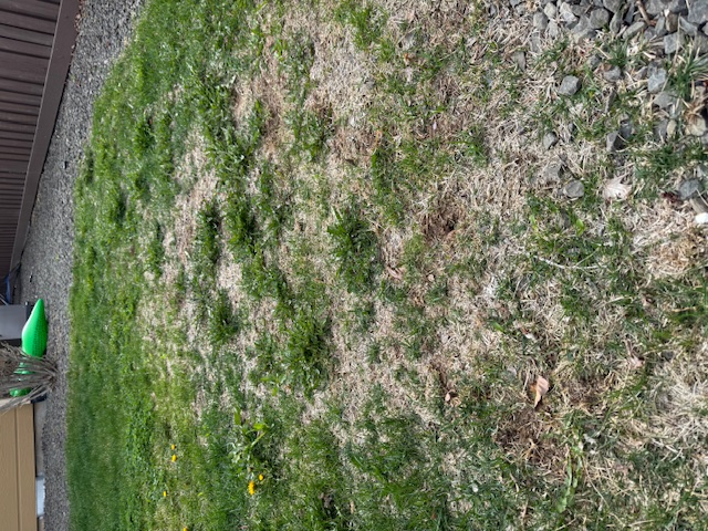 patchy lawn
